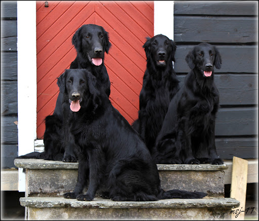 Nenya, Gunnar, K&aring;re og Ella, 25. april 2011